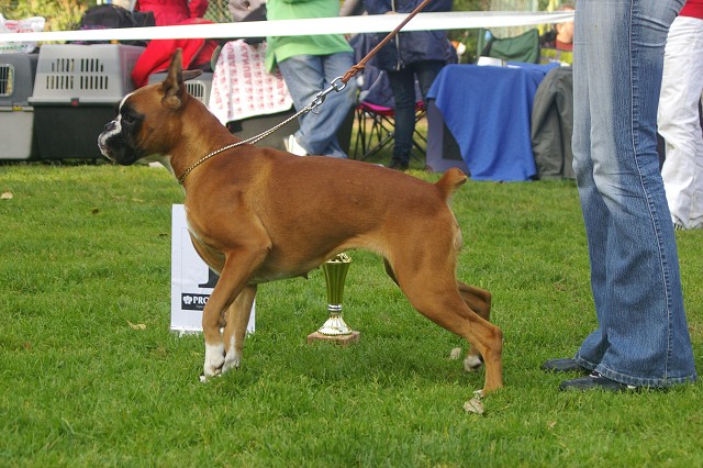 www.boxer-show.eu