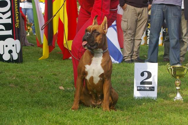 www.boxer-show.eu