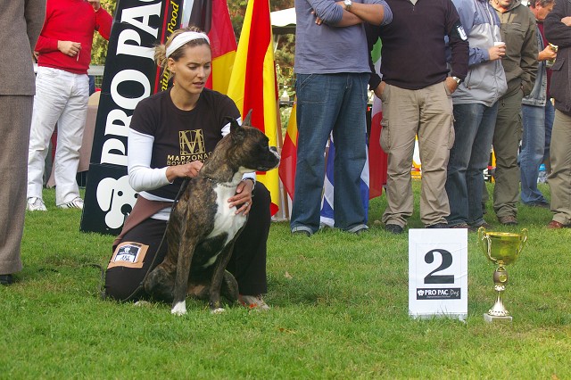 www.boxer-show.eu