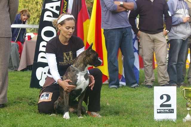 www.boxer-show.eu