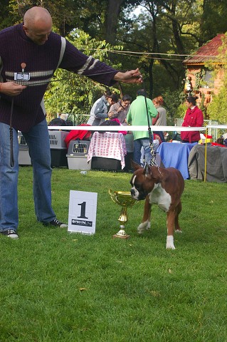 www.boxer-show.eu