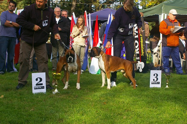 www.boxer-show.eu