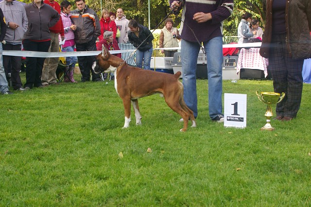 www.boxer-show.eu
