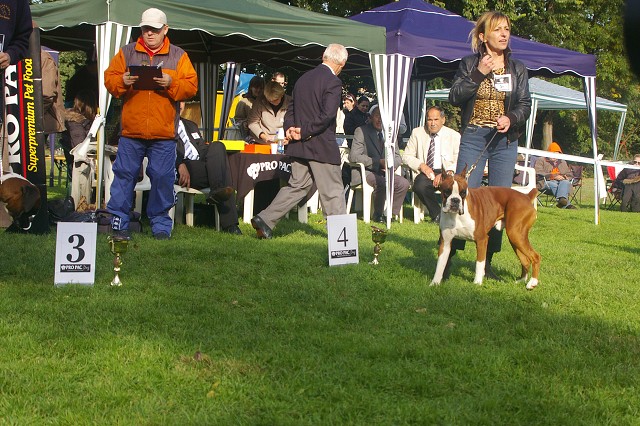 www.boxer-show.eu