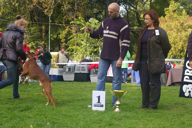 www.boxer-show.eu