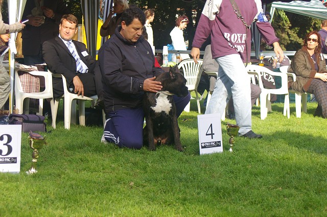 www.boxer-show.eu