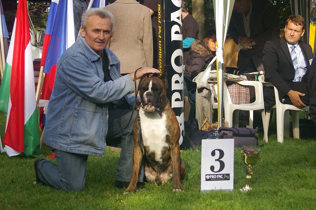 www.boxer-show.eu