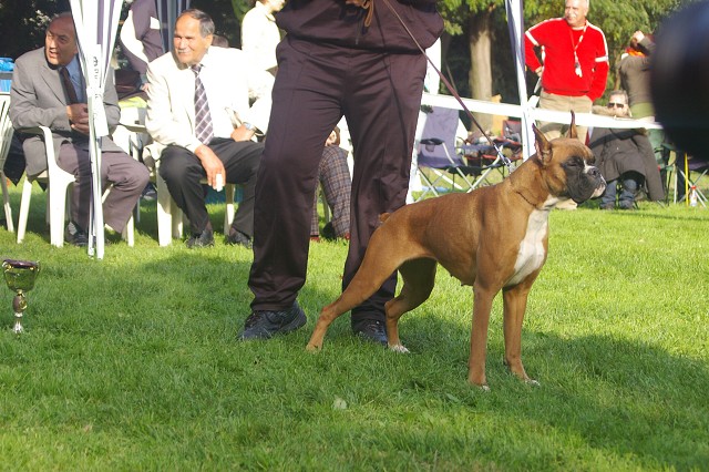 www.boxer-show.eu