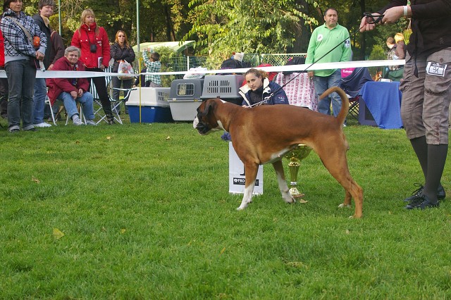 www.boxer-show.eu