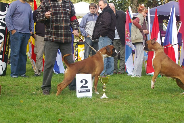 www.boxer-show.eu