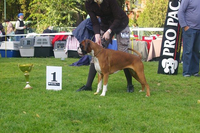 www.boxer-show.eu