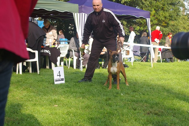 www.boxer-show.eu