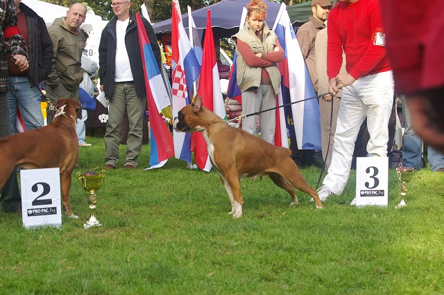 www.boxer-show.eu