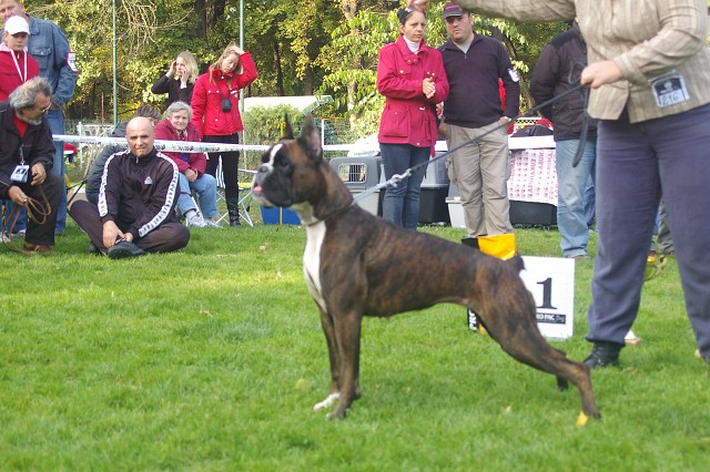 www.boxer-show.eu