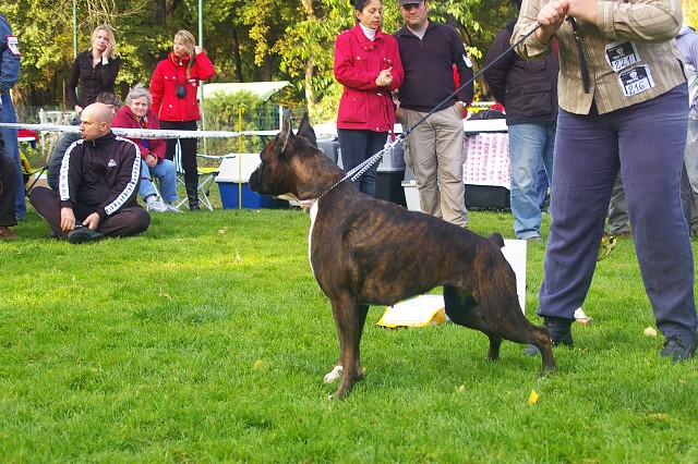 www.boxer-show.eu