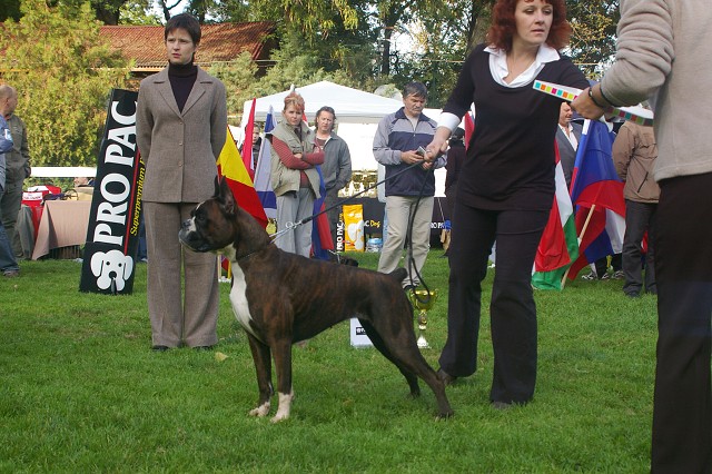 www.boxer-show.eu