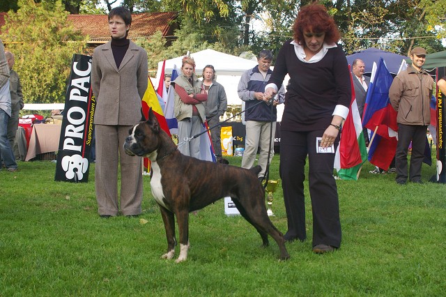 www.boxer-show.eu