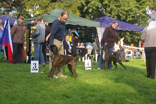 www.boxer-show.eu