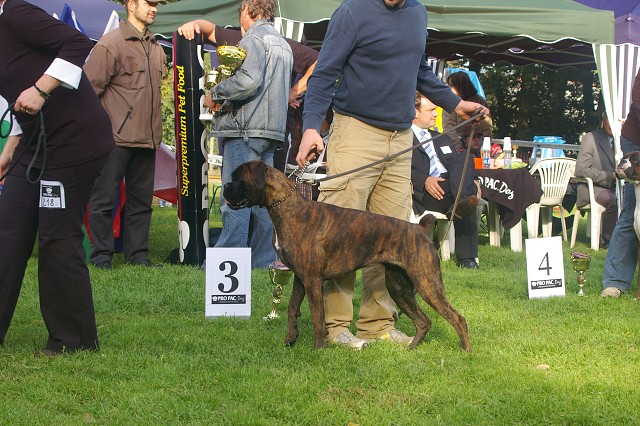 www.boxer-show.eu