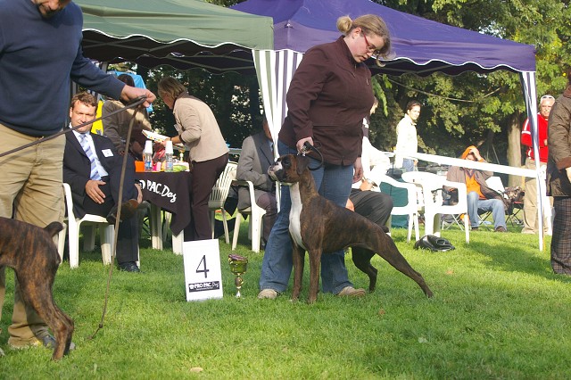 www.boxer-show.eu