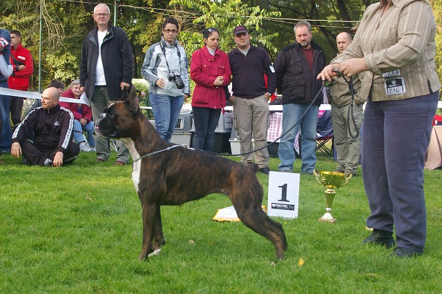 www.boxer-show.eu