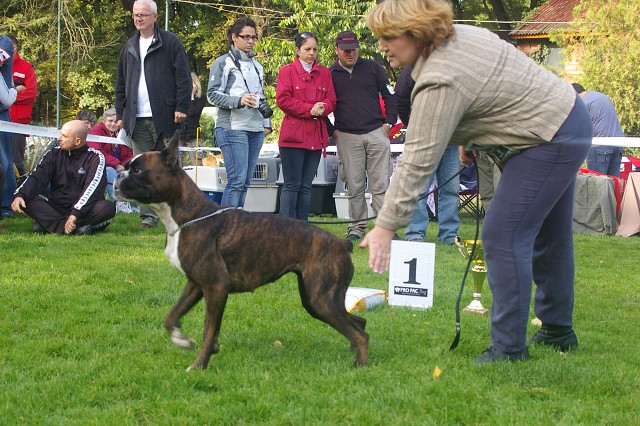 www.boxer-show.eu