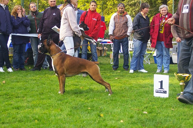 www.boxer-show.eu