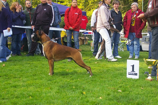 www.boxer-show.eu