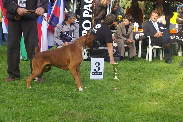 www.boxer-show.eu