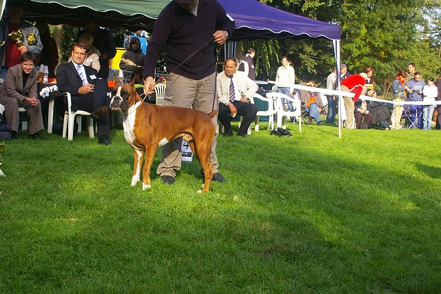 www.boxer-show.eu