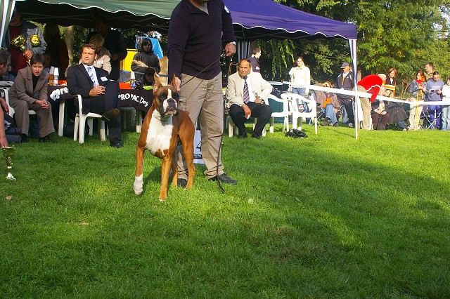www.boxer-show.eu
