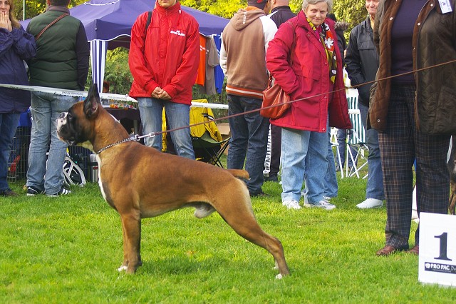 www.boxer-show.eu