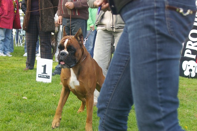 www.boxer-show.eu