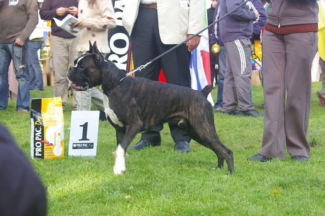www.boxer-show.eu