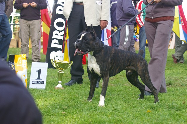 www.boxer-show.eu