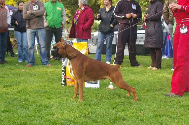 www.boxer-show.eu