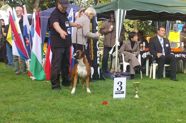 www.boxer-show.eu