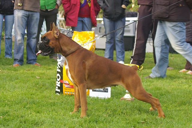 www.boxer-show.eu