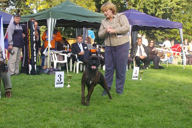 www.boxer-show.eu