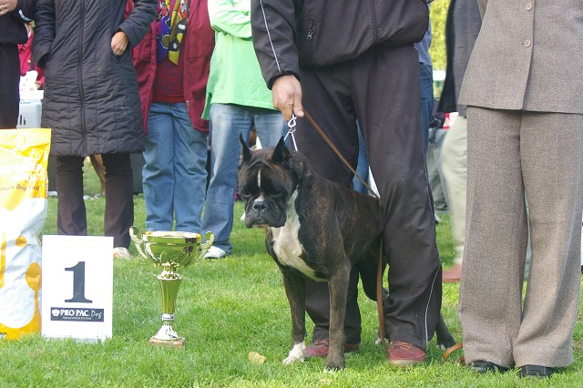 www.boxer-show.eu