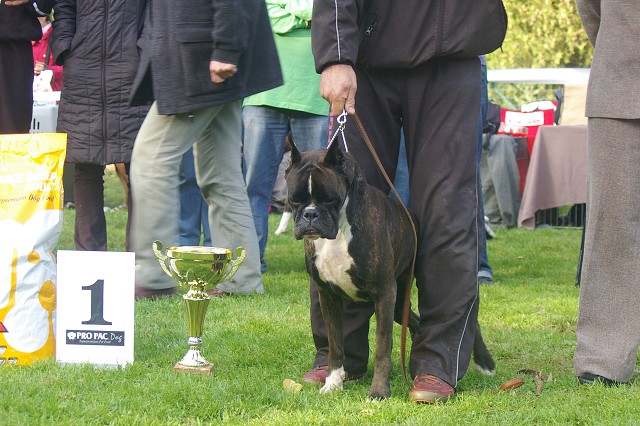 www.boxer-show.eu