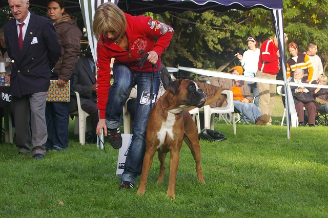 www.boxer-show.eu