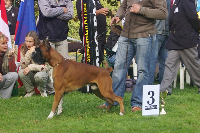 www.boxer-show.eu