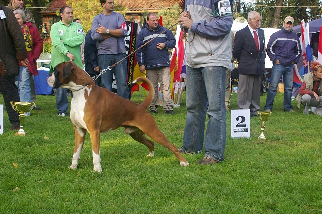www.boxer-show.eu