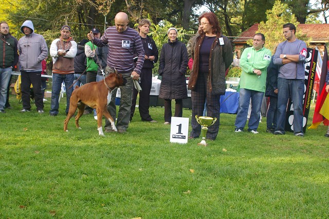 www.boxer-show.eu