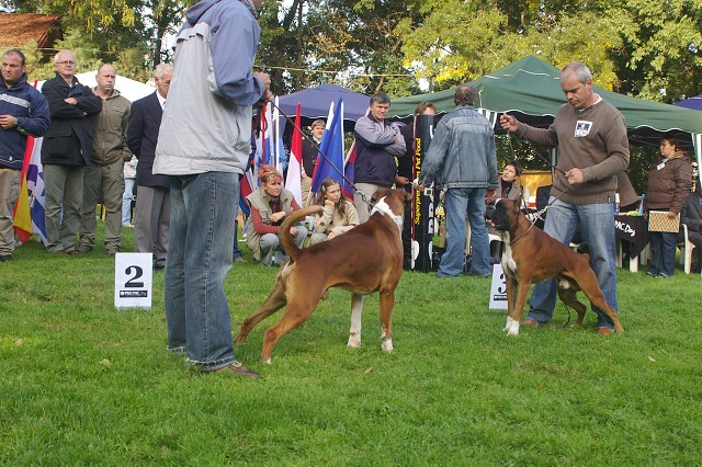 www.boxer-show.eu