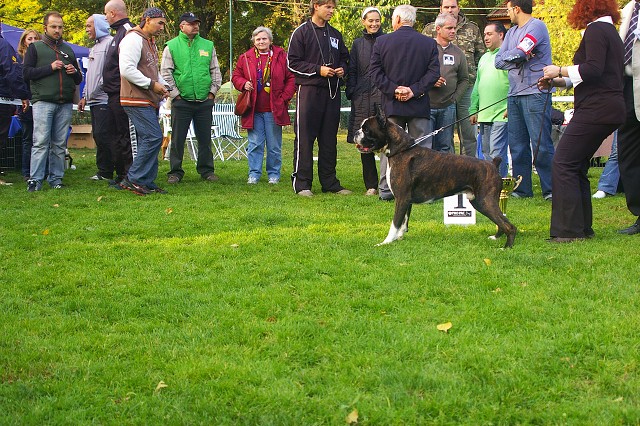 www.boxer-show.eu