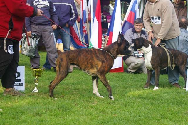 www.boxer-show.eu
