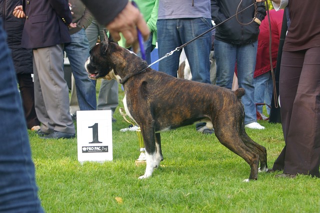 www.boxer-show.eu