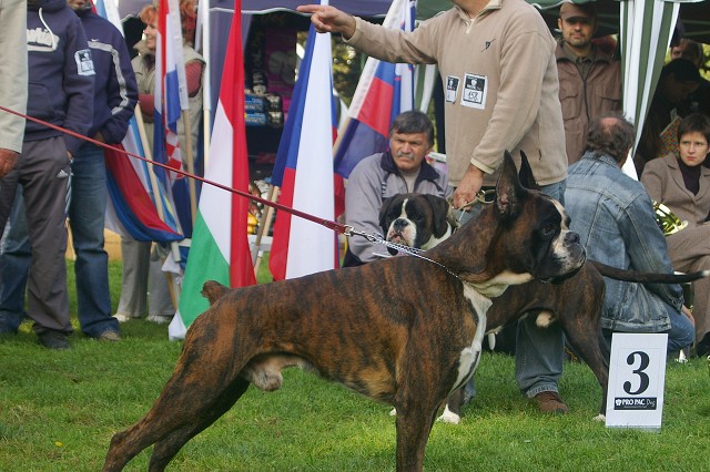 www.boxer-show.eu